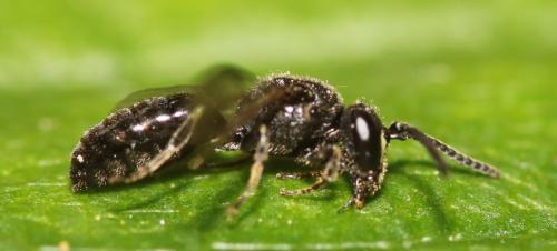 Réf. 346 810 : Hylaeus communis